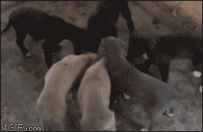Woof. Source: 4gifs.tumblr.com