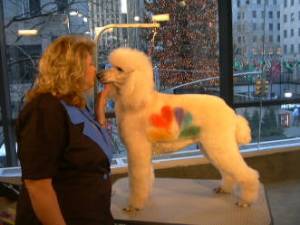 One of Dawn's poodles sported the NBC signature peacock for an appearance on The Today Show in 2007.