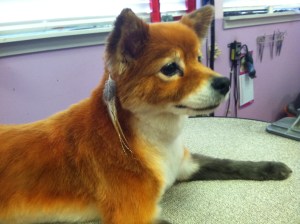 Dog that looks like fox